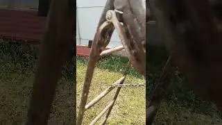 стремянка из сломоной лестницы