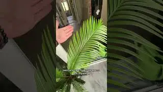 Цикас революта уход и содержание