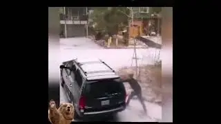Медведь угонщик😆. 🚔