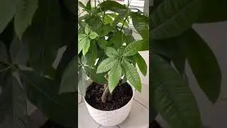 GOOD FOR INDOOR PLANTS 