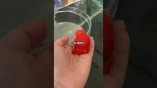 Why I Squeeze my Fish 🥚