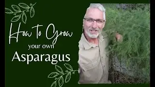 Grow the Perfect Asparagus in Your Garden