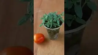 Cara semai tomat dari buah segar