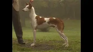 Ibizan Hound - Podenco Ibizenco
