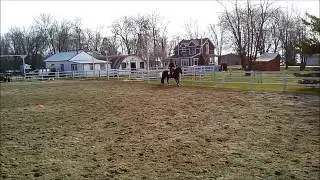 Galop Adele Fee une main