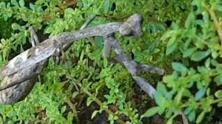 maravilla de la naturaleza 🌎 manti religiosa 🙏