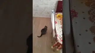 Поговорим? Кошка с попугаем