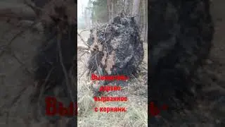Выворотень - дерево вырванное с корнями.