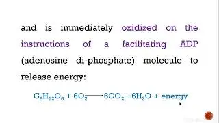 Unit IV Digestion of sugar