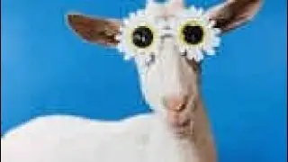 юмор видео #юмор