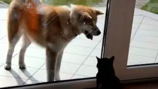 Драка кот vs собак