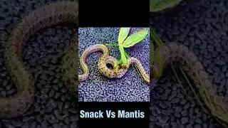 Mantis Hunting little snack 