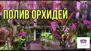 Как полить более 500 ОРХИДЕЙ за 30 МИНУТ. Полив и Удобрения