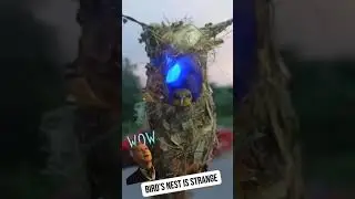 The best nest ever #funnyvideo #subscribe #shorts