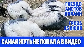 СИЛЬНЕЕ ГРОЗЫ НЕ БЫЛО . ЭФИР ИЗ ГНЕЗДА АИСТОВ  26 июня 2021