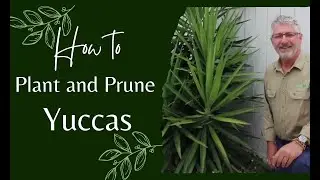 How to Prune Yuccas (and Grow New Plants for Free)