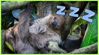 10 Animals That Take Sleep to Another Level (22 Hours Per Day!)