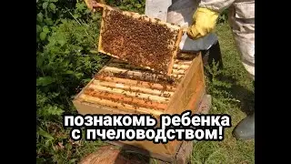как устроен улей, улей дадан и его устройство
