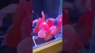 Don't know of name this amazing fishes. Really amazing, anybody can explain, for what this balls?