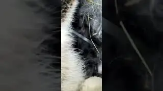Крольча пьют молоко.