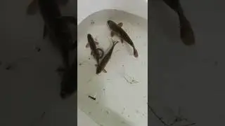 Я не противоречива! так же я...