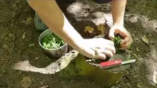 Survival-Küche: Krautsuppe mit dem Bonus Pilz