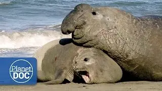 Relationship & Animal Mating | Aggressive Male - Documentary