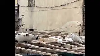 Cute white cat