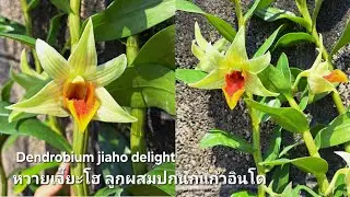หวายเจี๊ยะโฮ (Dendrobium jiaho delight) ลูกผสมปากนกแก้วอินโด ดอกสวย