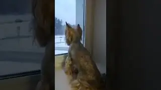 В такую погоду собаку на улицу не выгонишь... 🌨️ #йорк #йоркширскийтерьер #тотошка #собака #песик