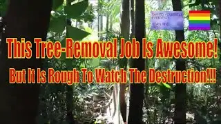 Our tropical garden re-landscaping project is pretty awesome!