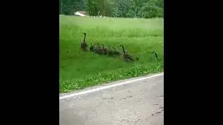 Geese On a Mission!   #shorts #funnyvideos #funnyshorts