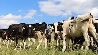 Cows graze in the pasture - royalty Free Green Screen Video Background 3