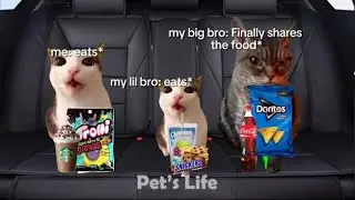 CATS ROAD TRIP COMPILATION | Pet's Life