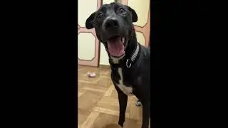 Escaping the Chaos: Puppy Shenanigans Unleashed | Shruti and Delta #puppyshenanigans