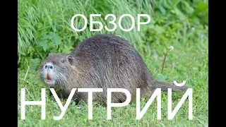 ОБЗОР НУТИЙ!  ВЕСНОЙ ВСЕХ В СВОЙ ПРУД,на ВОЛЮ!