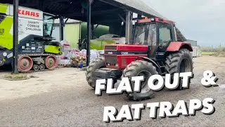 GREY STRAW & RAT TRAPS 