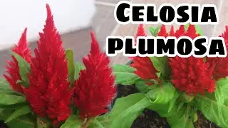 Cuidados de Celosia plumosa // Morfología de Celosia plumosa