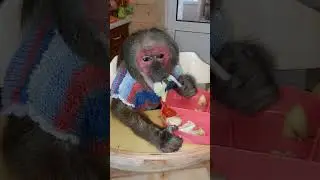 #monkey