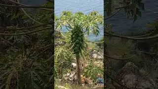 Как растет папайя