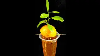 Best Way To Grow Orange Tree From Orange Fruit In Water !