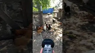 Chicken recording 