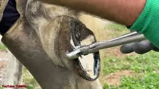 Новый Коваль для Орловского Рысака Попечителя.