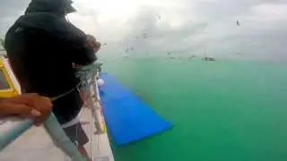 Seagulls and fishes eating quiche in Key West