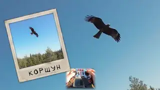 Погонял пернатого