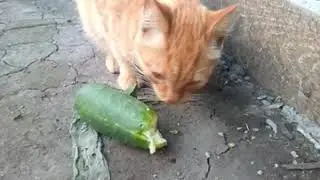 Арсений обедает