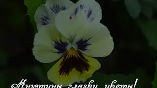 Анютины глазки цветы.  Посадка семян на рассаду!