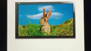 Baby Einstein animals around me bunny