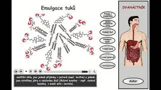Trávení, část 16: Dvanáctník - emulgace lipidů