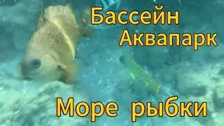 Египет март 2024 Aladdin Бассейн Аквапарк Море Рыбки